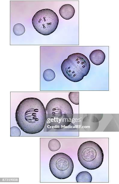 illustrations, cliparts, dessins animés et icônes de mitosis - métaphase