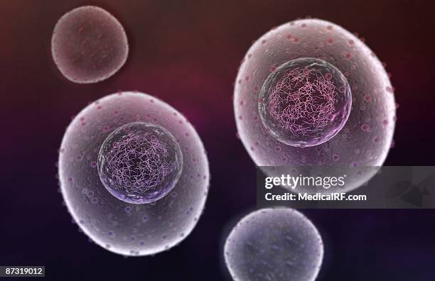 mitosis - telophase stock illustrations