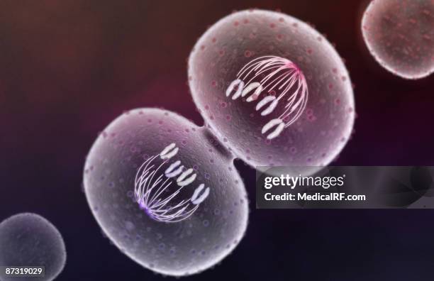 mitosis - telophase stock illustrations