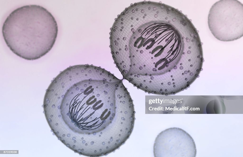 Mitosis