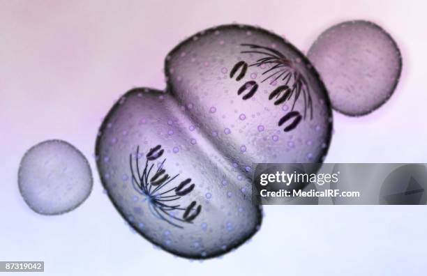 mitosis - anaphase stock illustrations