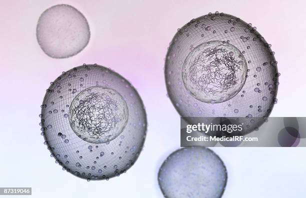 mitosis - telophase stock illustrations
