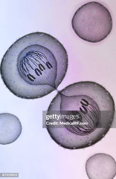 mitosis - telophase stock illustrations