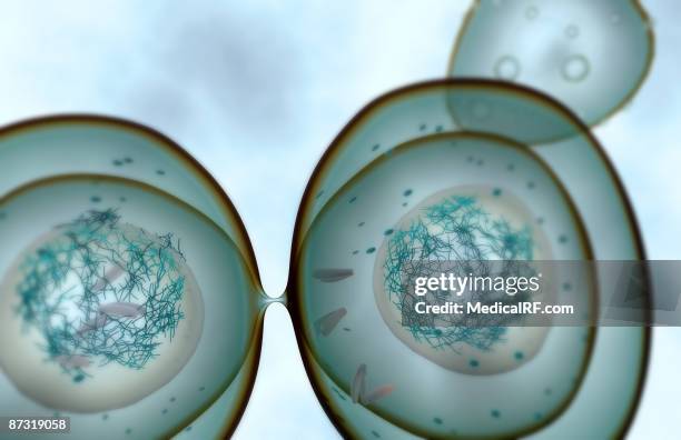 mitosis - telophase stock illustrations