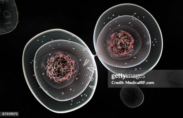 cell mitosis - telophase stock illustrations