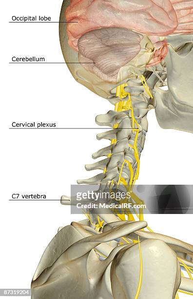 the nerve supply of the neck - plexus cervicalis stock-grafiken, -clipart, -cartoons und -symbole