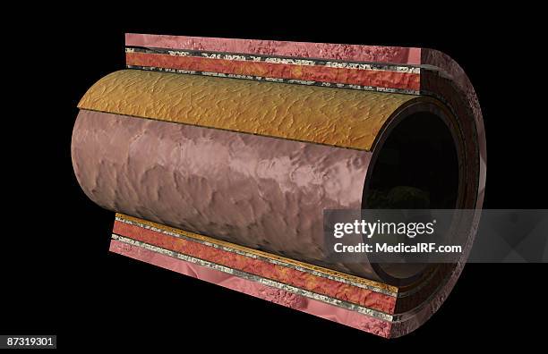the arterial wall - endothelial stock illustrations