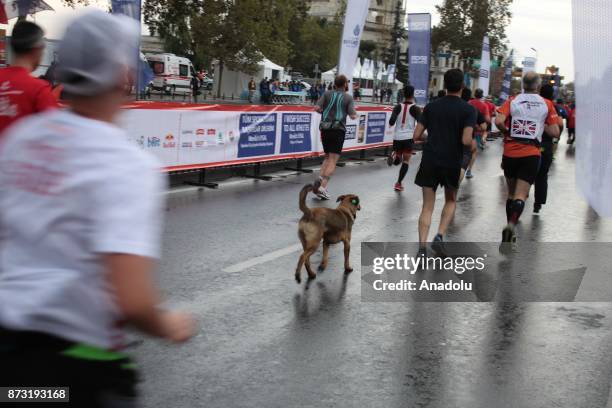 Dog follows the participants during Vodafone 39th Istanbul Marathon at The 15 July Martyrs Bridge in Istanbul, Turkey on November 12, 2017. It is the...