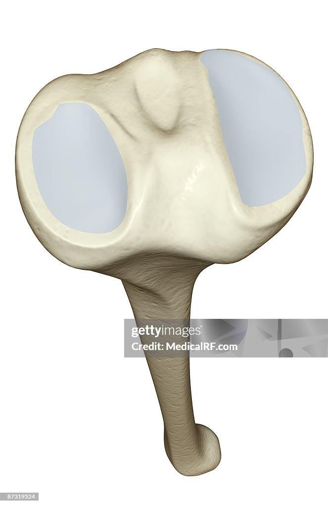 The tibia