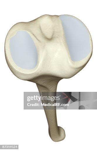 Tibia Corta The Tibia High-Res Vector Graphic - Getty Images