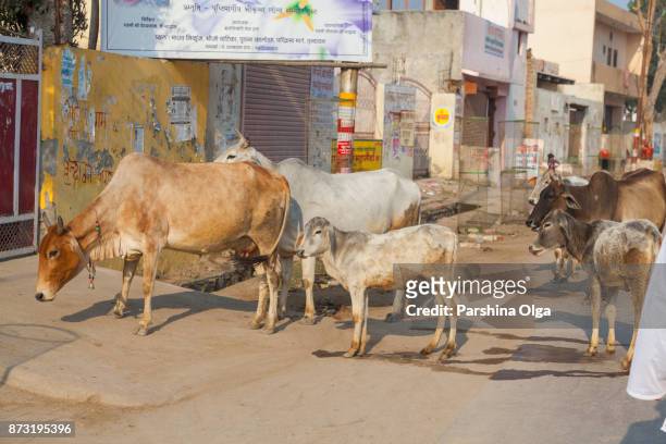 cows on the street of vrindavan. india - mathura stock pictures, royalty-free photos & images