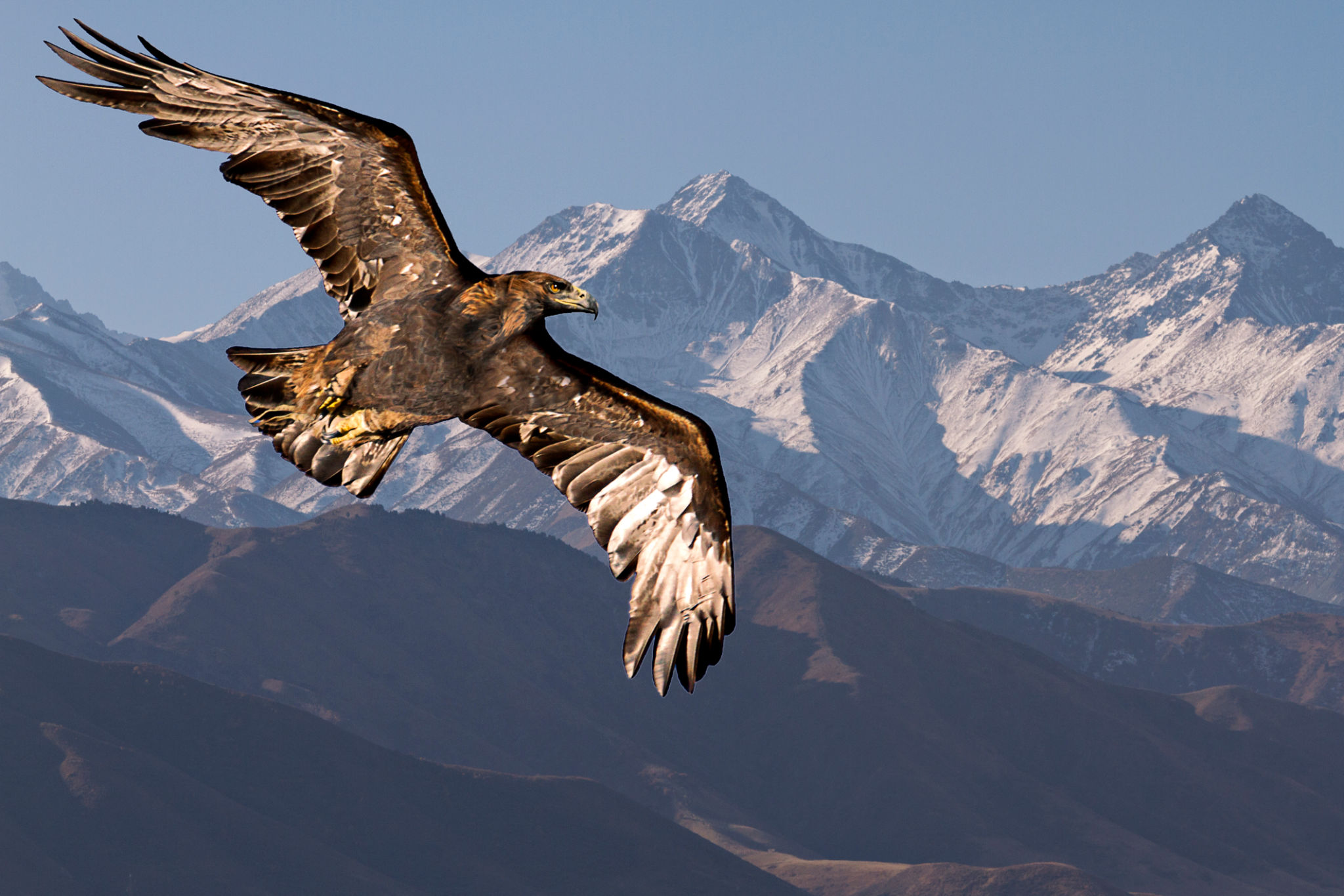 Golden eagle in flight in Mongolia Golden eagle in flight in Mongolia