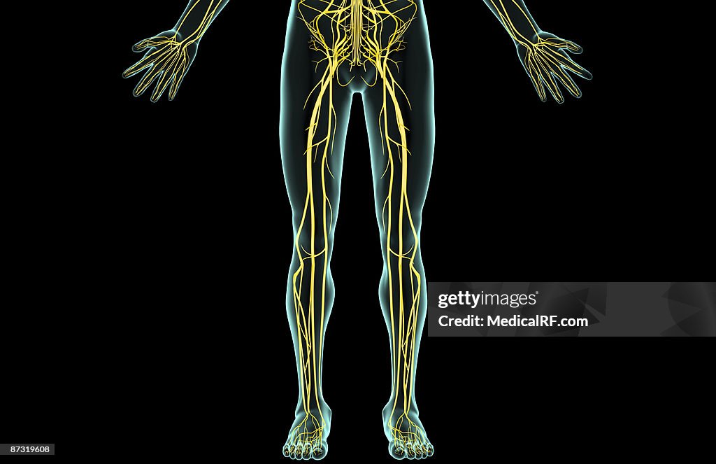 The nerves of the lower body