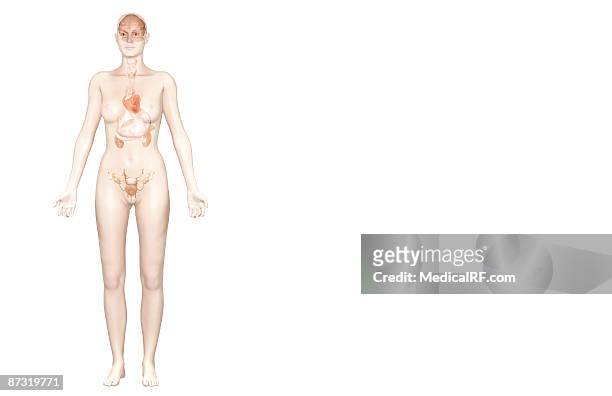 the female endocrine system - endocrine system stock-grafiken, -clipart, -cartoons und -symbole