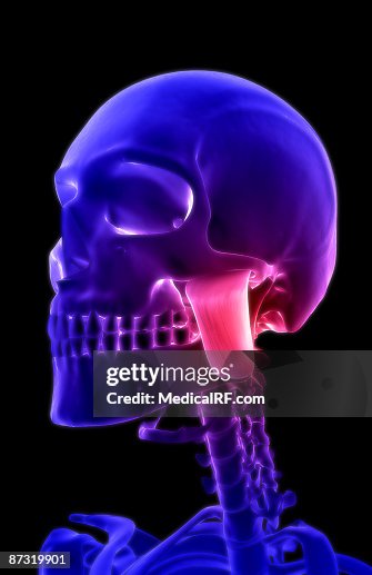 Masseter Masseter