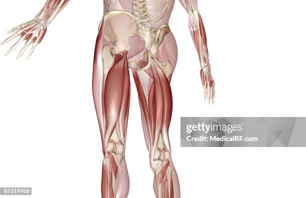 ilustrações de stock, clip art, desenhos animados e ícones de muscles of the upper leg - músculo semitendinoso