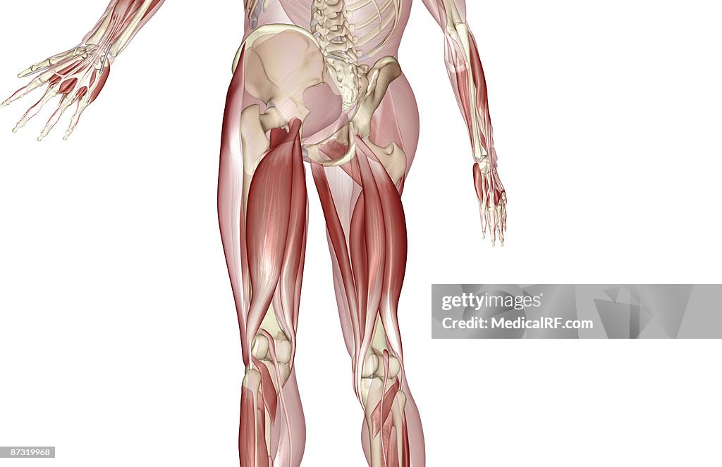 Muscles Of The Upper Leg High-Res Vector Graphic - Getty Images