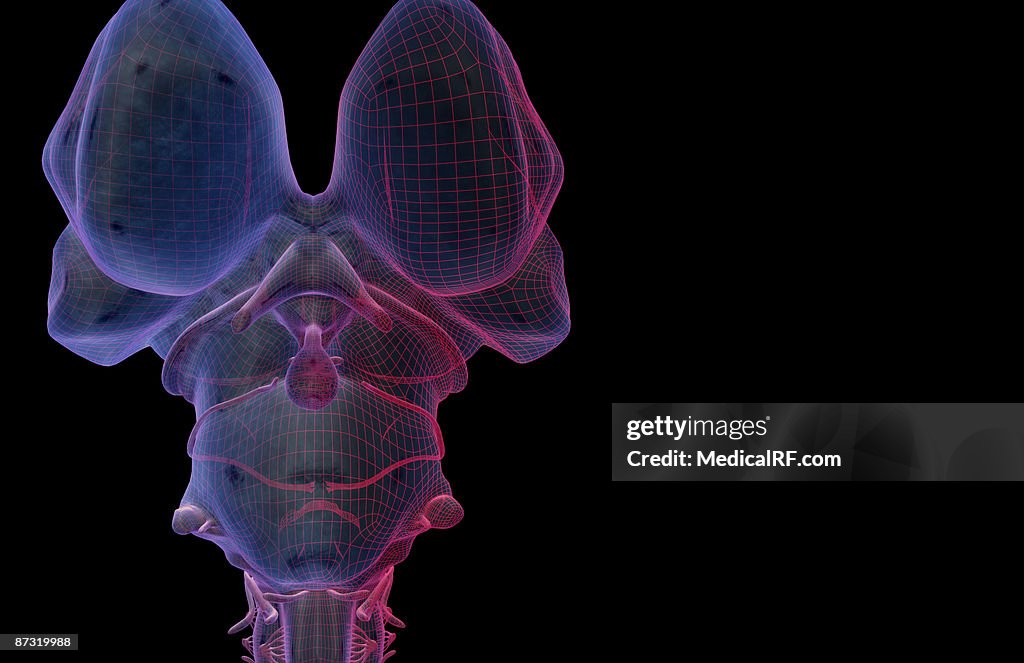 The brainstem