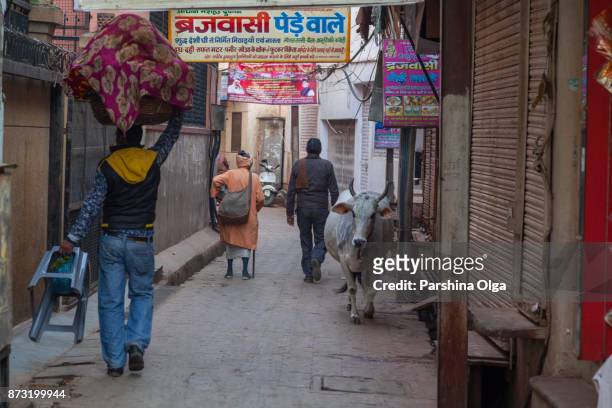 koe blijven op de kleine straat in vrindavan, india - mathura city people stockfoto's en -beelden