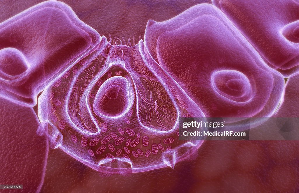 Parietal cell