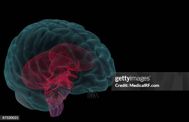 stockillustraties, clipart, cartoons en iconen met the brainstem - middenhersenen