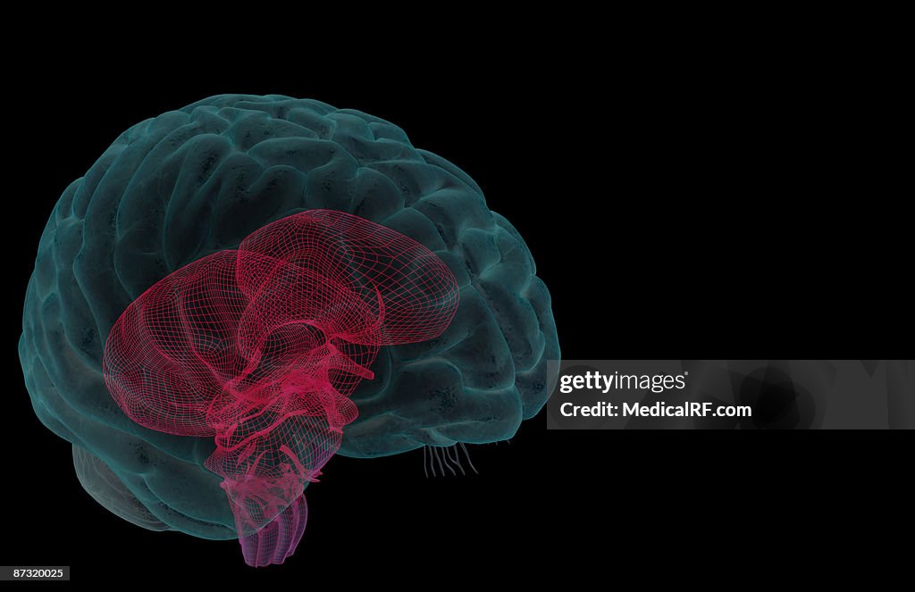 The brainstem