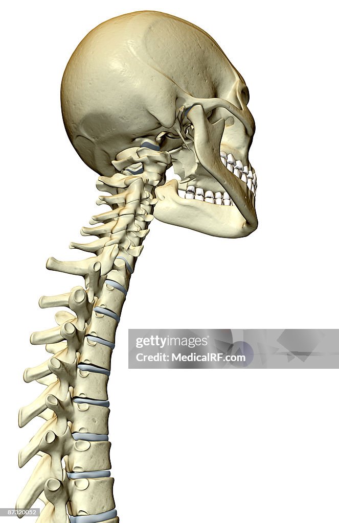 Vertebral column and skull