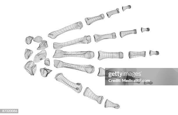 Pisciform Shape 90 Pisiform Stock Photos, High-Res Pictures, and Images - Getty Images