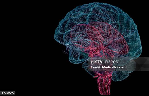 ilustraciones, imágenes clip art, dibujos animados e iconos de stock de the brainstem - cranial nerve
