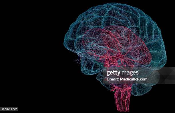 ilustrações, clipart, desenhos animados e ícones de the brainstem - nervo ótico