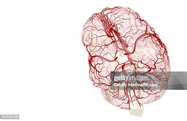 ilustrações, clipart, desenhos animados e ícones de the arteries of the brain - círculo de willis