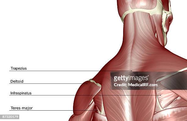 the muscles of the head and neck - infraspinatus �幅插畫檔、美工圖案、卡通及圖標