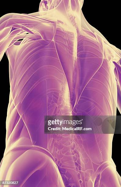 the muscles of the upper body - infraspinatus 幅插畫檔、美工圖案、卡通及圖標