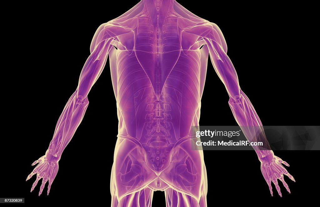 Trunk Function The Muscles Of The Trunk High-Res Vector Graphic - Getty Images