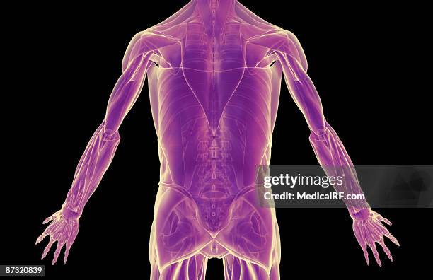 the muscles of the trunk - infraspinatus stock illustrations