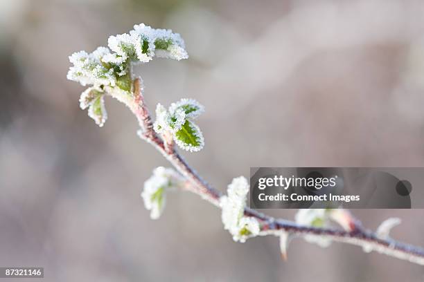 frost on branch - autumn frost stock pictures, royalty-free photos & images