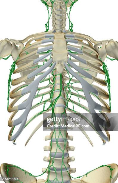 126 Ductus Thoracicus High Res Illustrations Getty Images 126-ductus-thoracicus-high-res-illustrations-getty-images
