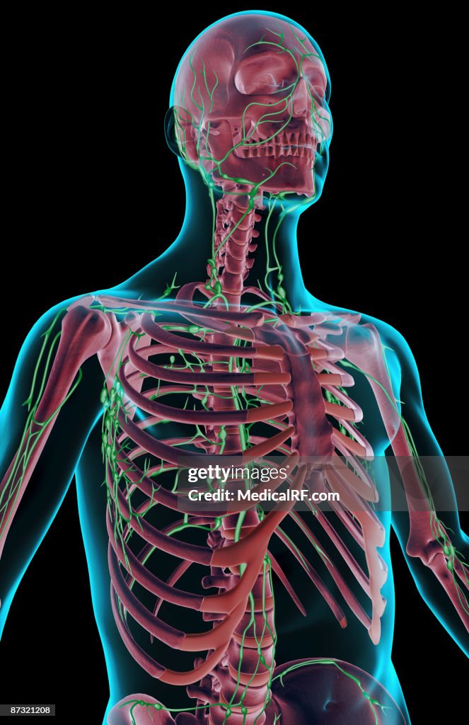 Limf Body The Lymph Supply Of The Upper Body High-Res Vector Graphic - Getty Images