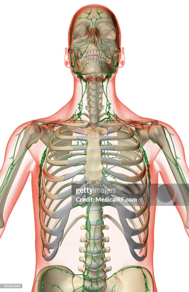 Limf Body The Lymph Supply Of The Upper Body High-Res Vector Graphic - Getty Images