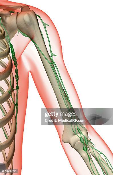 Lymph Nodes Locations Arm lymph-nodes-locations-arm
