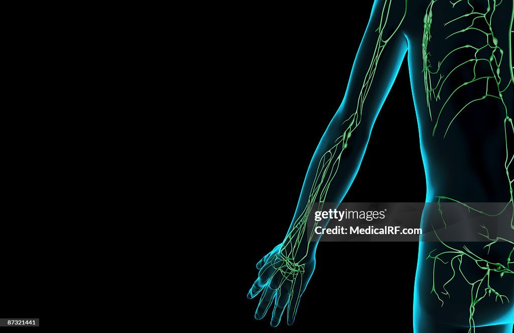 The lymph supply of the upper limb