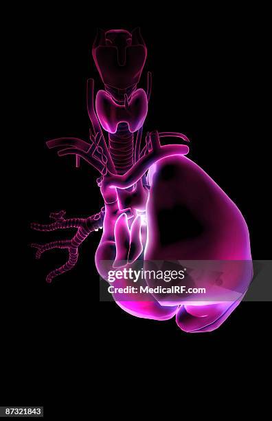 the heart and the respiratory system - ascending aorta stock illustrations