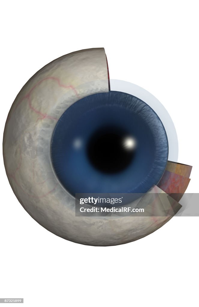 Structure of the eye