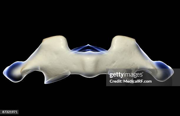 Atlas Ribs Anatomy Atlas Photos and Premium High Res Pictures - Getty Images