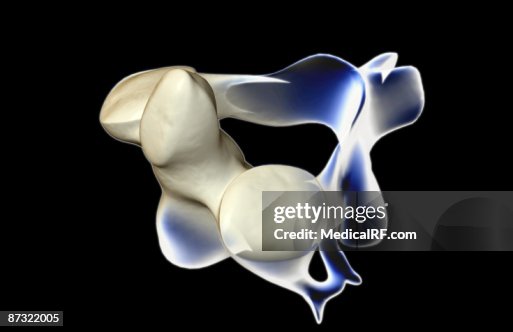 The axis bone The axis bone