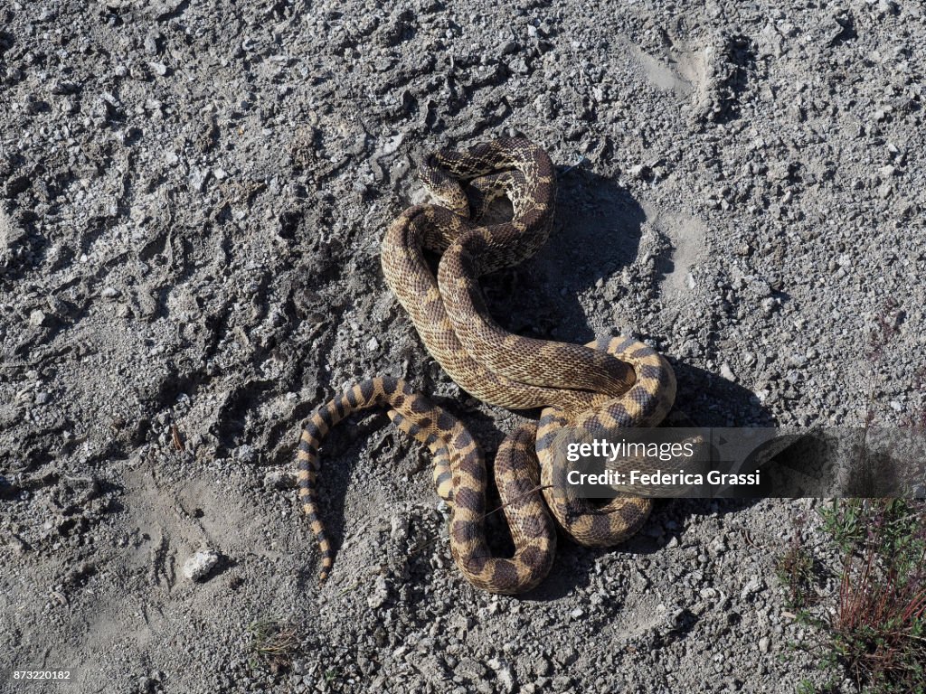 Bullsnakes Mating, Yellowstone National Park