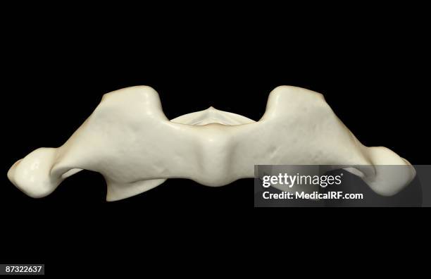 Atlas Ribs Anatomy Atlas Photos and Premium High Res Pictures - Getty Images