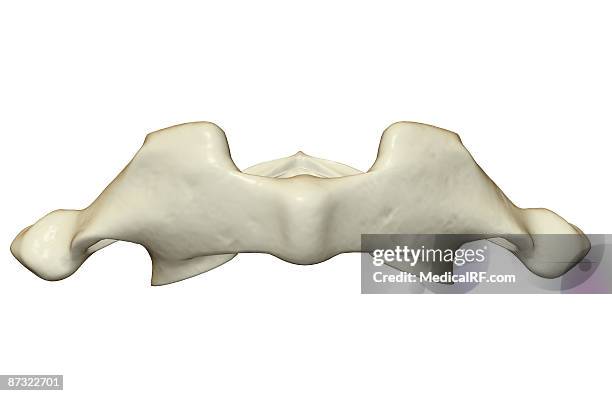 Atlas Ribs Anatomy Atlas Photos and Premium High Res Pictures - Getty Images