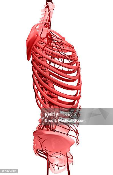 nerves of the upper body - plexus lumbalis stock-grafiken, -clipart, -cartoons und -symbole