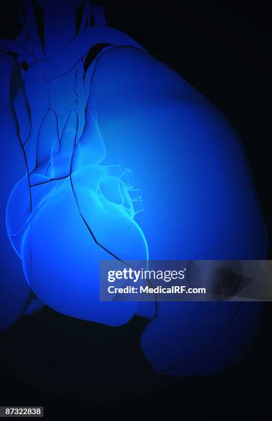 the heart and the respiratory system - ascending aorta stock illustrations